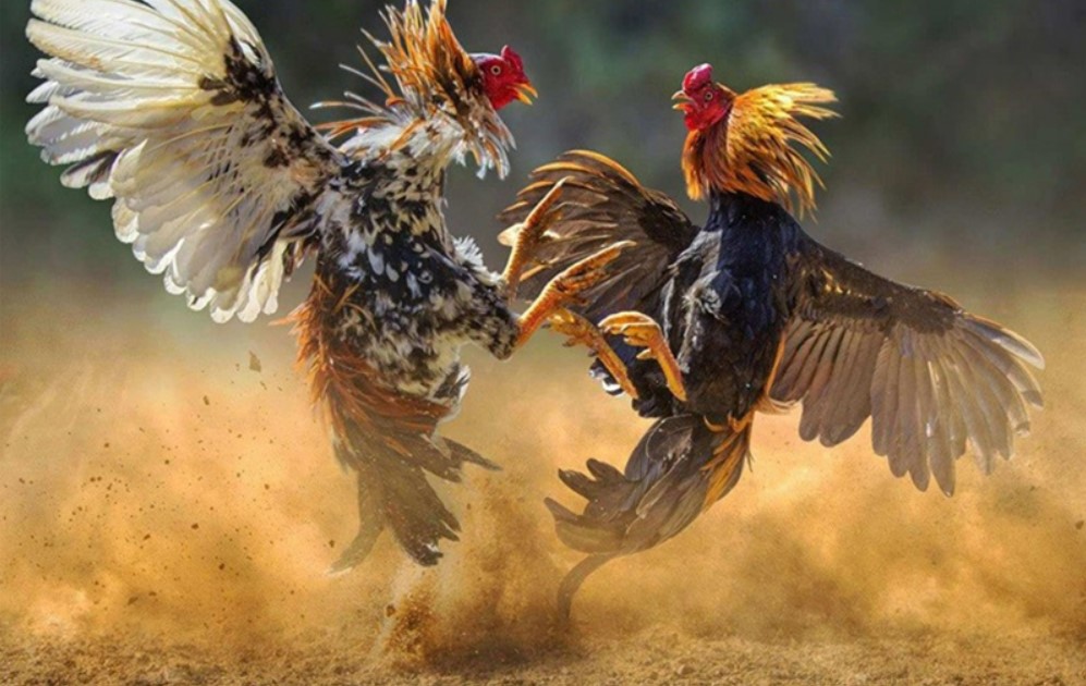 Khám phá sảnh đá gà Fun88 tại nhà cái