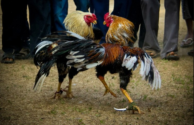 Đá gà Fun88 - Tại sao đây là lựa chọn hoàn hảo cho người chơi?