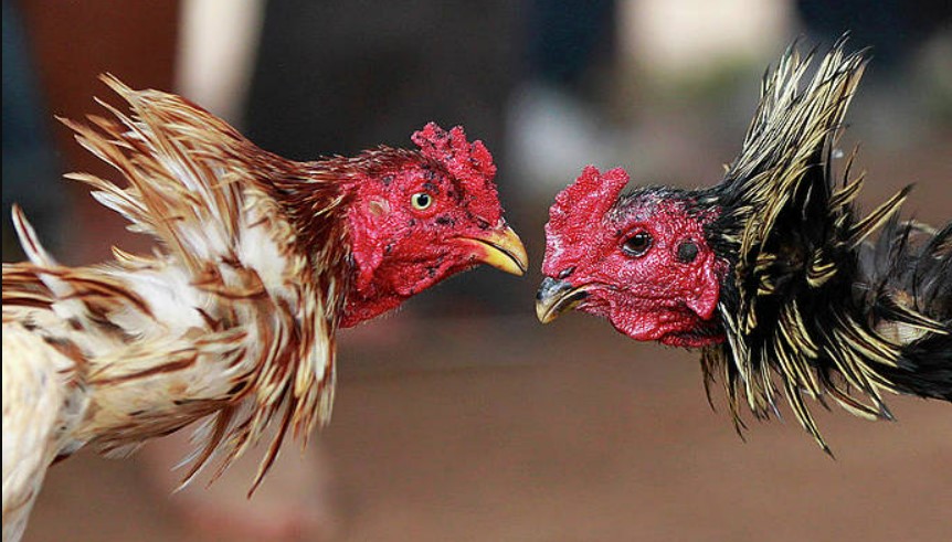 Hướng dẫn chi tiết  cách tham gia đá gà Fun88